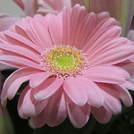 Lovely Pink Gerbera