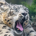 Stretching and yawning snow leopard