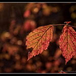 red_leaves