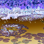 Water lily pads, buds, and plants 2