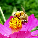 A sweet week for all my Flickr friends!