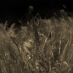 So long L&eacute;onard