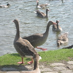 Geese