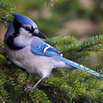 Blue Jay