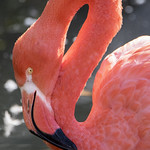 Caribbean Flamingo (captive)