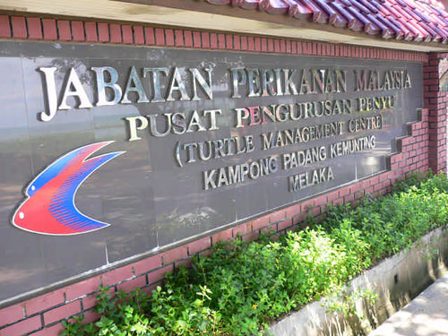 Sayang Melaka Info Padang Kemunting SeaTurtle Sanctuary