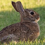 Good morning sunshine! Young one munching on fresh greens #rabbit #nature #summer rabbitsofinstgram #bunny #cottontail #lagomorph #sylvilagus