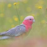Galah