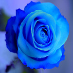 blue rose