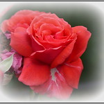 P1150392-002 Delicate roses