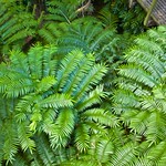 World's Tallest Fern - Angiopteris evecta (the Giant or King Fern), Australia
