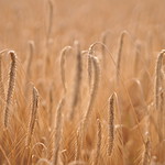 Spikelets