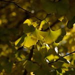 Ginkgo leaves