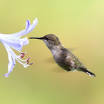 8650 - Mellisuga minima-Vervain Hummingbird