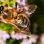 Honeybee on my Thyme