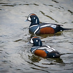 Harlequin Duck (Histrionicus histrionicus)