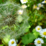 Dandelion head