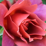 Rose "Hot Chocolate"