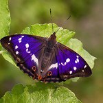 Matt Berry: His Imperial Majesty