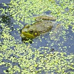 Jeremiah Was A Bullfrog (Explored 6/22)