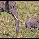 Mother elephant and her weeks-old infant, Maasai Mara
