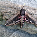 Slightly deformed Privet Hawk moth, 25-6-2014
