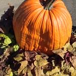 A lonely pumpkin