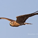Montagu's-Harrier_3443