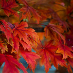 Flaming Foliage Has Arrived!