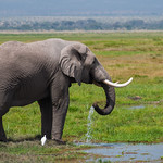 Thirsty Elephant
