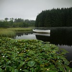 WATER LILIES (explore)