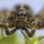 Spotted Wolf Spiders