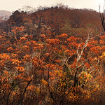 Fire Ravaged Terrain || WOLLANGAMBE RIVER || MOUNT WILSON