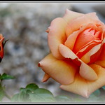 P1140025-001 Peach rose