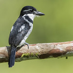Pied Puffbird