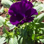 Purple Pansy