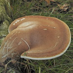 "Piptoporus betulinus" - berkenzwam