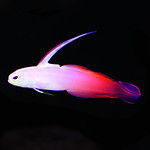 fire goby
