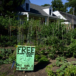 Steve's 2013 Garden 1