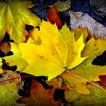 Fallen Leaves