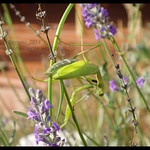 Small Creatures Interlude