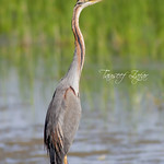 Standing Tall (Purple Heron)