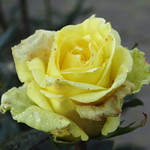 Rose in winter