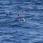 Eider, King male breeding plumage-Star Island, NH20May2012cn01 (2)