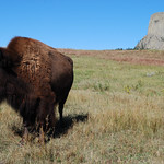 Devil's Tower Bison