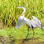Dancing Heron