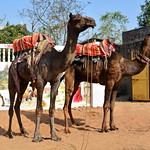 India - Rajasthan - Pushkar - Street Life - Camels - 184
