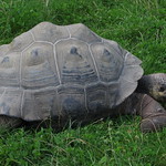 Gal&aacute;pagos tortoise (Chelonoidis nigra)