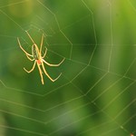 Long Jaw Spider Tetragnatha extensa