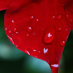 A Farewell With Tears